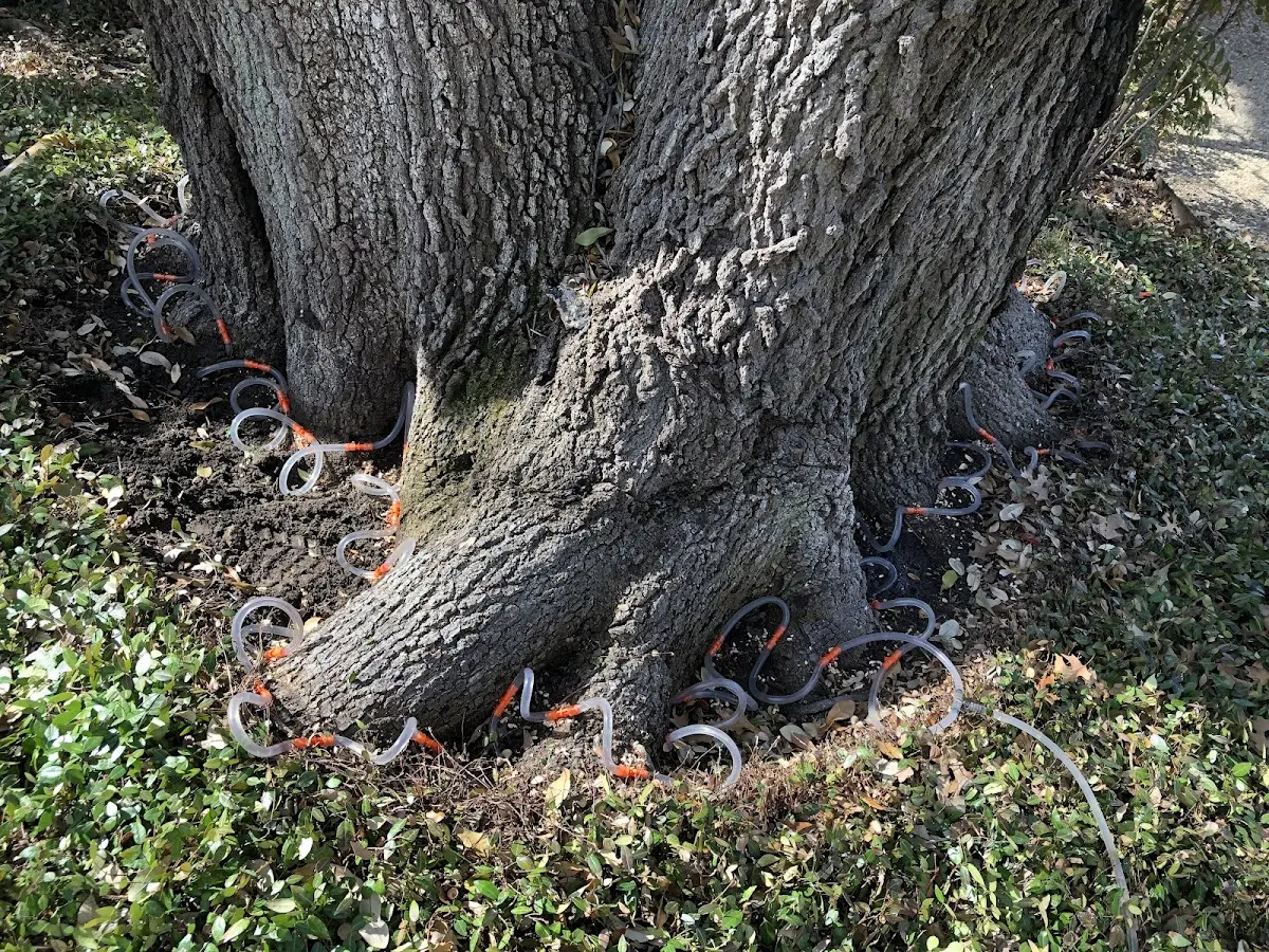 Detailed Tree Cabling and Bracing job site in New Milton
