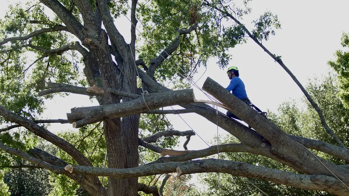 Professional Hazardous Tree Removal performed by certified arborists in New Milton
