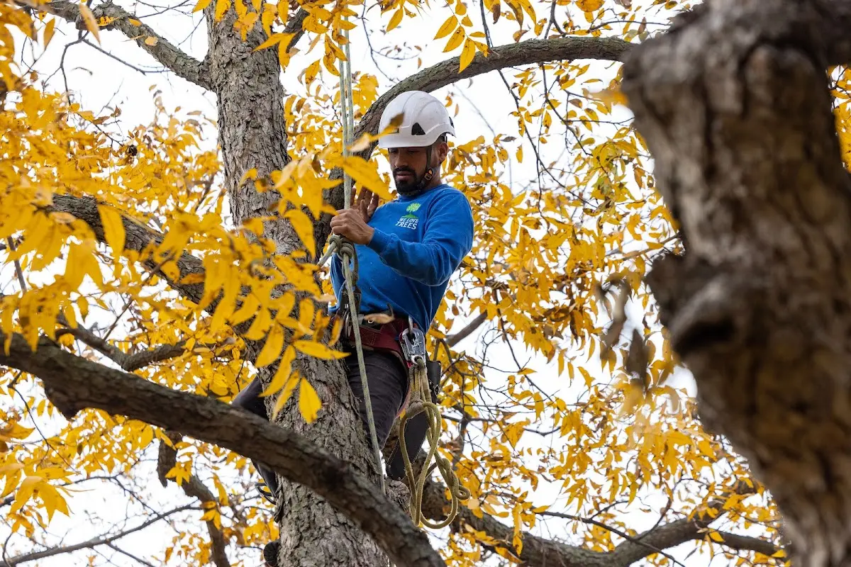 Skilled Tree Pruning crew working in New Milton