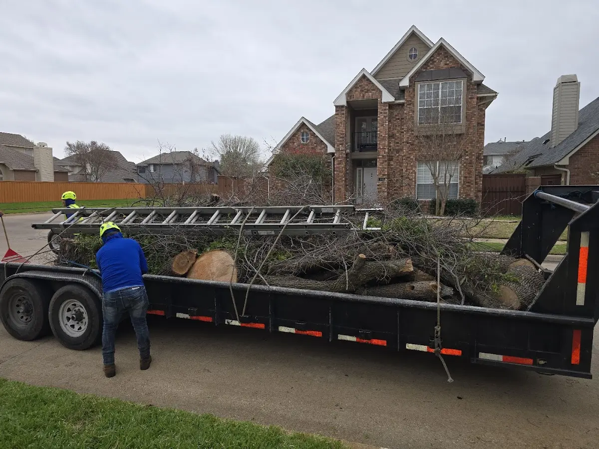 Expert Tree Removal with proper safety equipment in New Milton